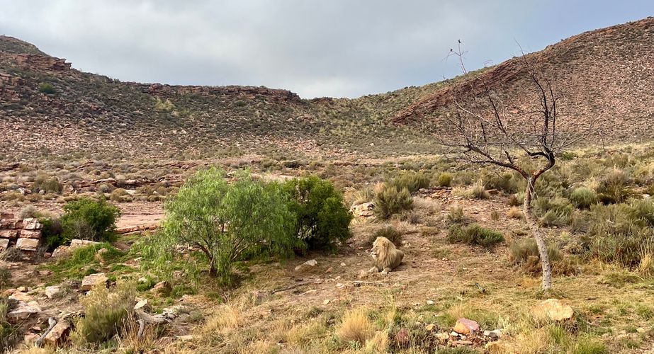 Safari in Zuid Afrika